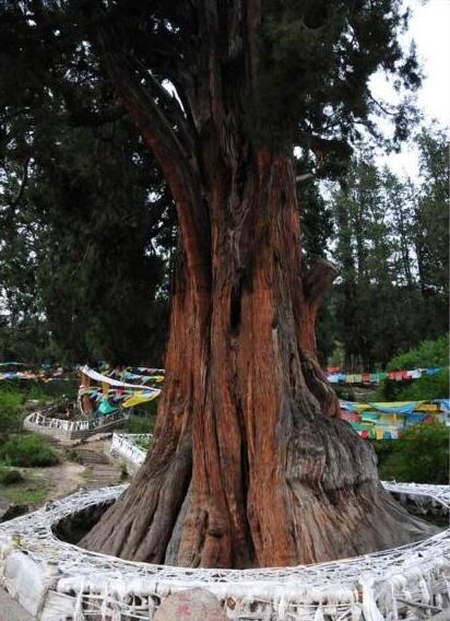 中國(guó)十大千年古樹排行榜,黃帝軒轅柏有5000年歷史!