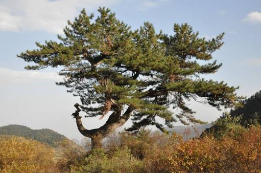 中國(guó)十大千年古樹排行榜,黃帝軒轅柏有5000年歷史!