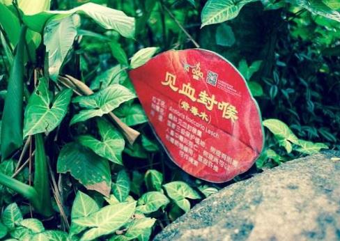 中國(guó)十大最毒的毒藥排行榜,斷腸草第一,鴆第二