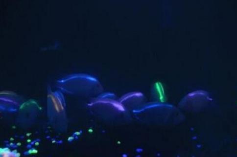 世界十種最漂亮的魚排行榜,五彩博魚美若天仙!