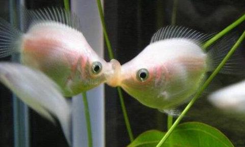 世界十種最漂亮的魚排行榜,五彩博魚美若天仙!