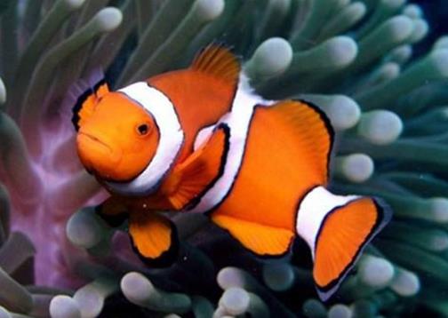 世界十種最漂亮的魚排行榜,五彩博魚美若天仙!
