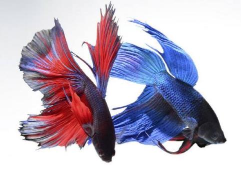 世界十種最漂亮的魚排行榜,五彩博魚美若天仙!