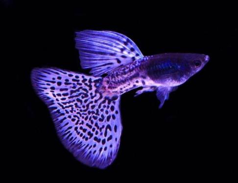 世界十種最漂亮的魚排行榜,五彩博魚美若天仙!