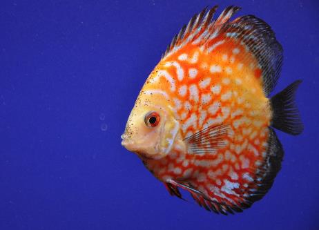 世界十種最漂亮的魚排行榜,五彩博魚美若天仙!