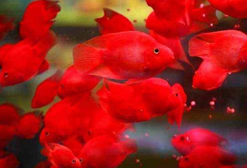 世界十種最漂亮的魚排行榜,五彩博魚美若天仙!