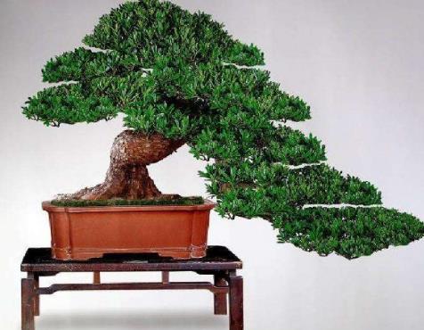 十種辦公室適合養(yǎng)的植物排行榜,富貴竹最適合辦公室養(yǎng)