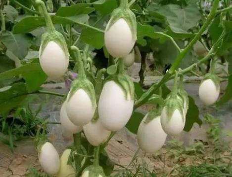 世界十大神奇的樹(shù)排行榜,含金樹(shù)可以從根部吸收金子!