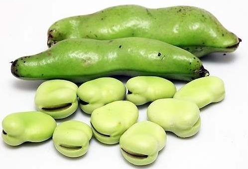十大高蛋白食品排名,海參藥食同源營(yíng)養(yǎng)價(jià)值高,補(bǔ)充蛋白質(zhì)極佳