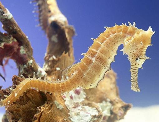 十大名貴草藥排名,藏紅花、人參都很名貴