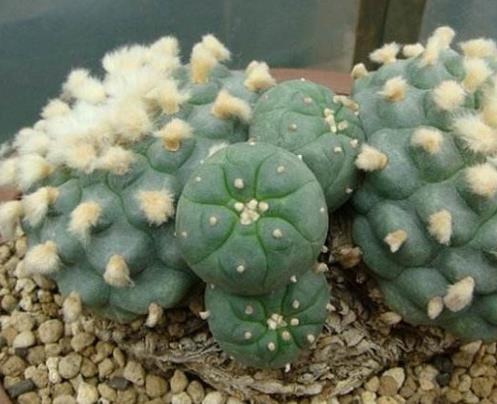 仙人球品種大全,白雪光仙人球很珍貴,緋花玉仙人球花朵嬌艷