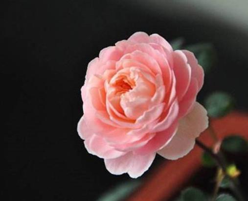 世界十大最美月季花品種,瑞典女王很迷人,朱麗葉顏色溫和
