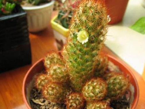 仙人球品種大全,白雪光仙人球很珍貴,緋花玉仙人球花朵嬌艷
