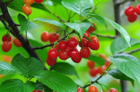 河南鄭州特產排行榜,新鄭紅棗、嵩山石花茶方便攜帶