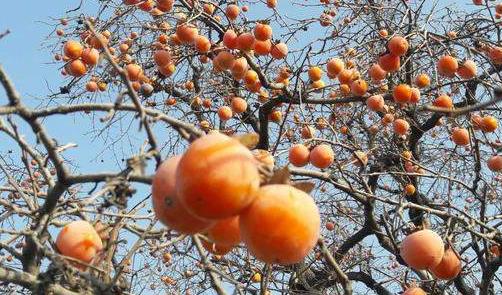 河南鄭州特產排行榜,新鄭紅棗、嵩山石花茶方便攜帶