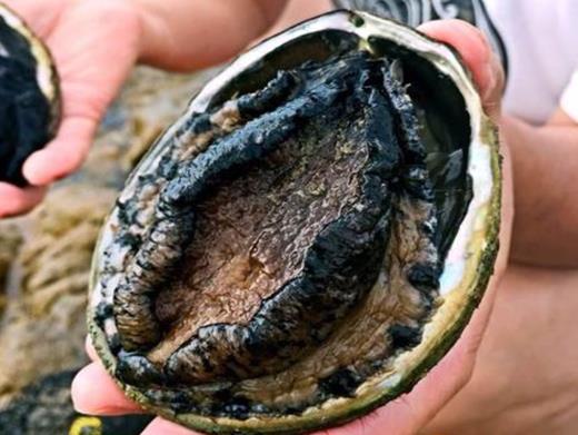 2020年新西蘭國民級美食排名,黑邊鮑魚營養豐富、新西蘭大龍蝦口感好