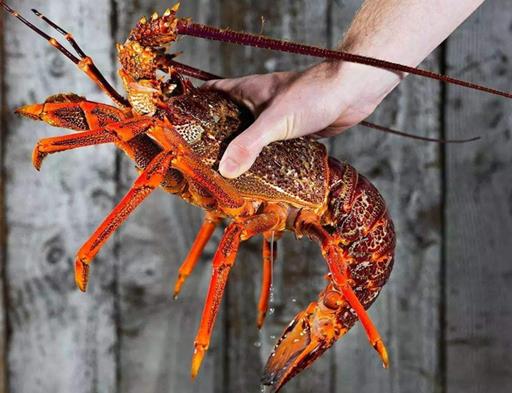 2020年新西蘭國民級美食排名,黑邊鮑魚營養豐富、新西蘭大龍蝦口感好