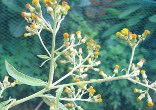 貴州十大名藥排行榜,天麻非常名貴、杜仲預防骨質疏松