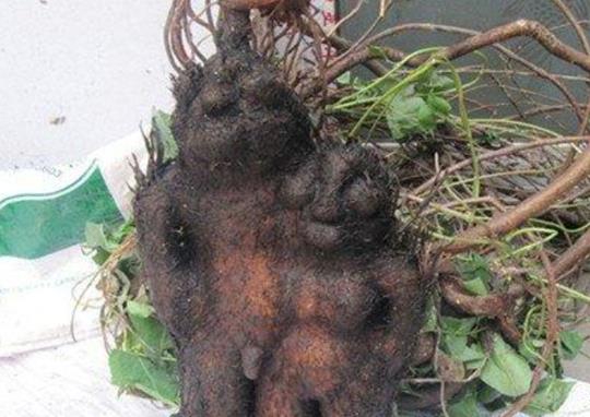 貴州十大名藥排行榜,天麻非常名貴、杜仲預防骨質疏松