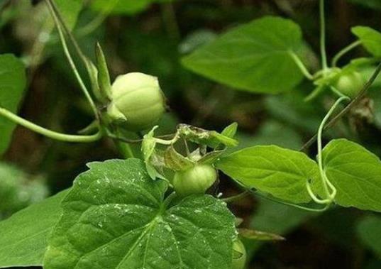 貴州十大名藥排行榜,天麻非常名貴、杜仲預防骨質疏松