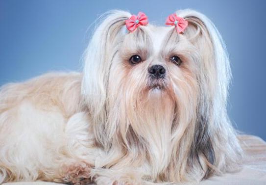 十大壽命最長(zhǎng)的狗狗品種,阿拉斯加犬、西施犬高貴優(yōu)雅