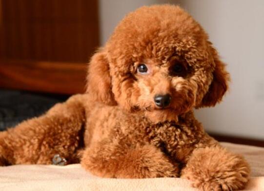 十大壽命最長(zhǎng)的狗狗品種,阿拉斯加犬、西施犬高貴優(yōu)雅