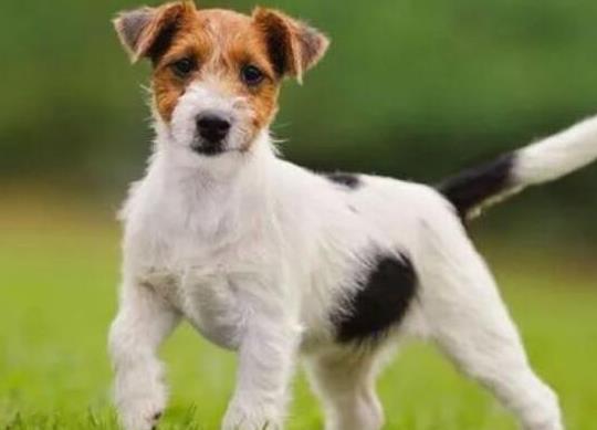 十大壽命最長(zhǎng)的狗狗品種,阿拉斯加犬、西施犬高貴優(yōu)雅