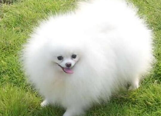 十大壽命最長(zhǎng)的狗狗品種,阿拉斯加犬、西施犬高貴優(yōu)雅
