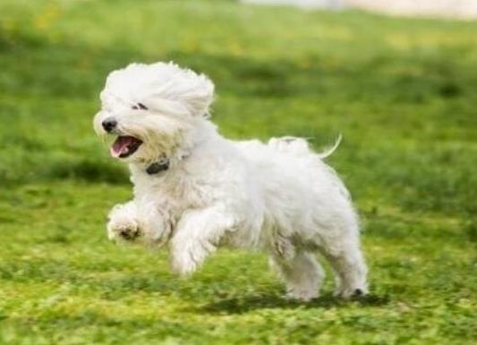 十大壽命最長(zhǎng)的狗狗品種,阿拉斯加犬、西施犬高貴優(yōu)雅