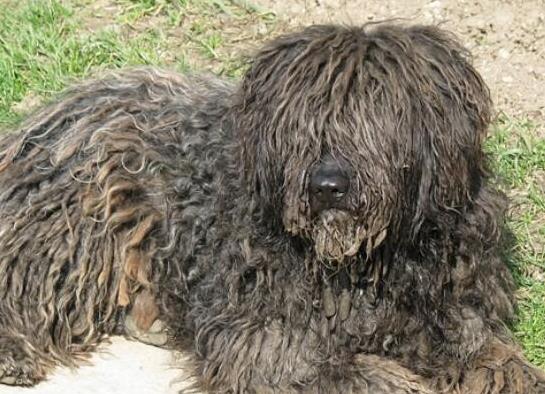 世界十大最受歡迎牧羊犬,邊境牧羊犬、德國(guó)牧羊犬智商高