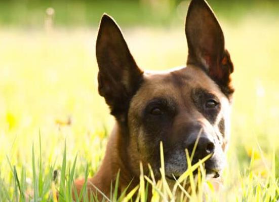 世界十大最受歡迎牧羊犬,邊境牧羊犬、德國(guó)牧羊犬智商高