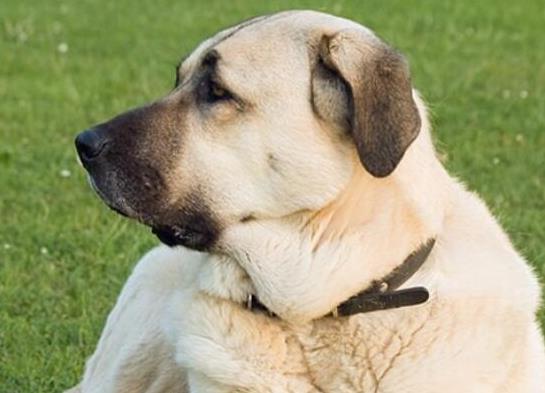 世界十大最受歡迎牧羊犬,邊境牧羊犬、德國(guó)牧羊犬智商高