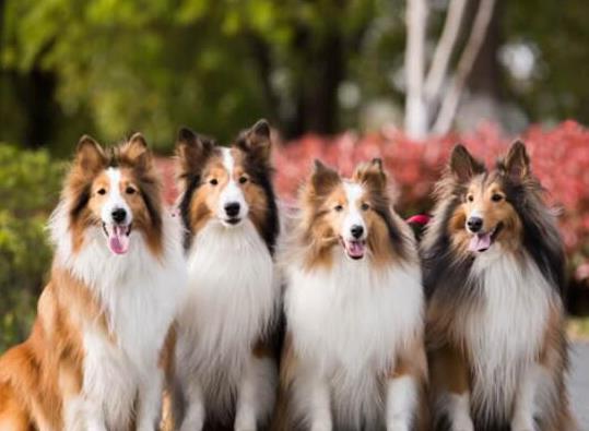 世界十大最受歡迎牧羊犬,邊境牧羊犬、德國(guó)牧羊犬智商高