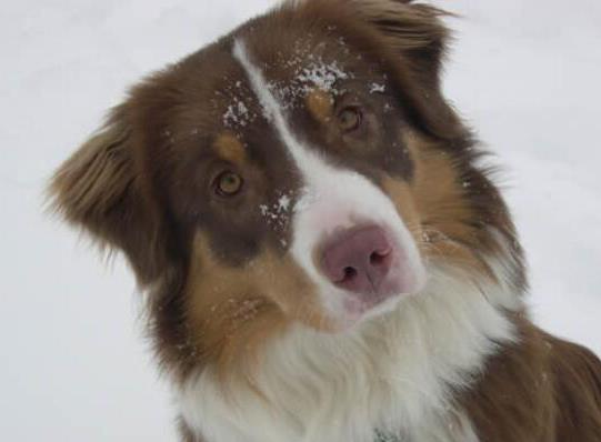 世界十大最受歡迎牧羊犬,邊境牧羊犬、德國(guó)牧羊犬智商高