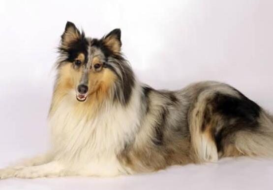 世界十大最受歡迎牧羊犬,邊境牧羊犬、德國(guó)牧羊犬智商高