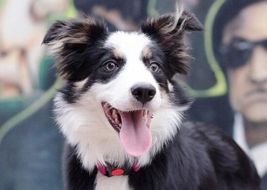 世界十大最受歡迎牧羊犬,邊境牧羊犬、德國(guó)牧羊犬智商高