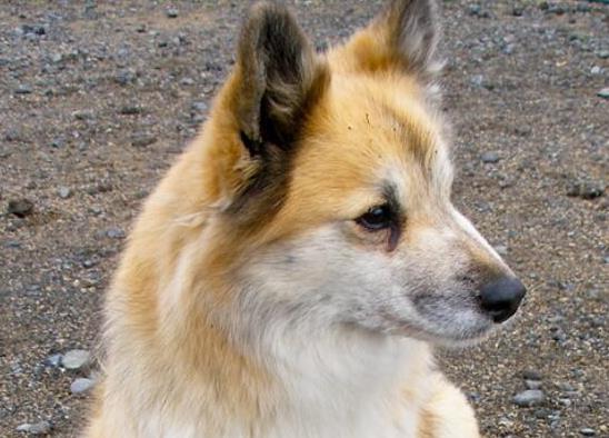 世界十大最受歡迎牧羊犬,邊境牧羊犬、德國(guó)牧羊犬智商高