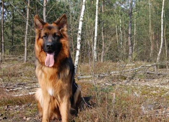 世界十大最受歡迎牧羊犬,邊境牧羊犬、德國(guó)牧羊犬智商高