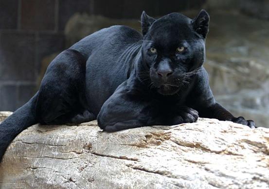 世界十大少見的黑色動物,黑色美洲獅棲息環(huán)境多樣化、黑豹瀕臨滅絕