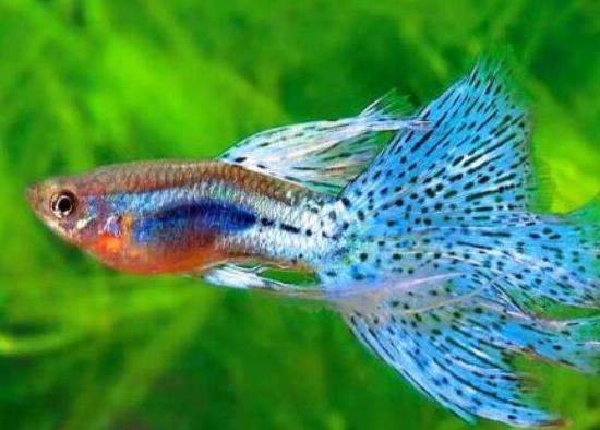 十大最好養的小型觀賞魚種類,孔雀魚活潑好動、吻鱸性情溫順