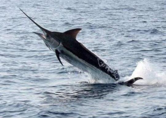 世界十大游速最快的魚,印度槍魚體內脂肪含量高、旗魚生性勇猛