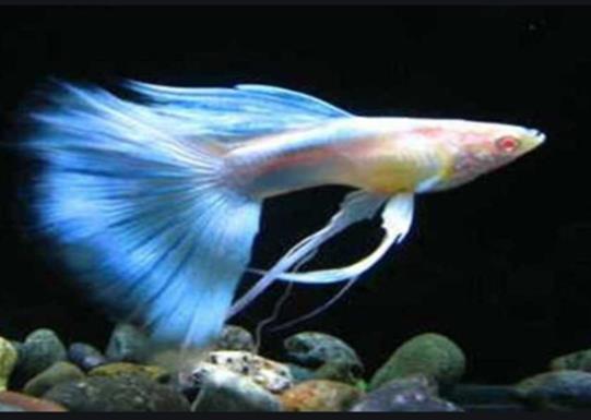 十大養不死的觀賞魚,鳳尾魚又叫“鳳鱭”、月光魚五光十色吸引眼球
