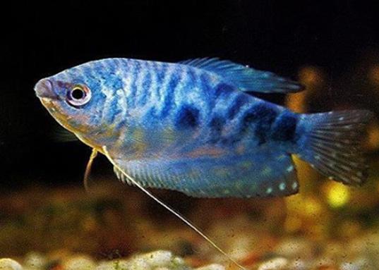 十大養不死的觀賞魚,鳳尾魚又叫“鳳鱭”、月光魚五光十色吸引眼球