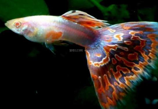 十大養不死的觀賞魚,鳳尾魚又叫“鳳鱭”、月光魚五光十色吸引眼球