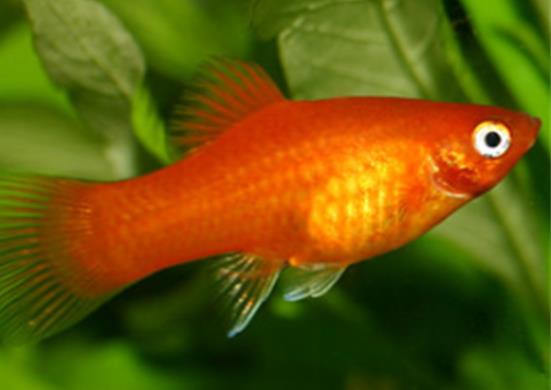 十大養不死的觀賞魚,鳳尾魚又叫“鳳鱭”、月光魚五光十色吸引眼球