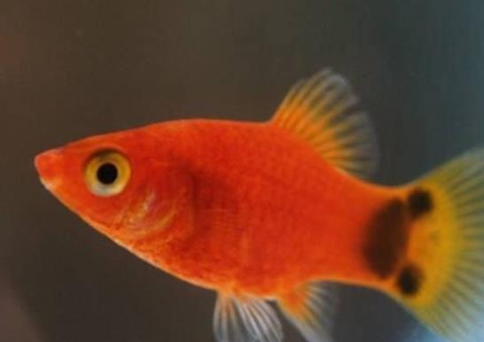 十大養不死的觀賞魚,鳳尾魚又叫“鳳鱭”、月光魚五光十色吸引眼球