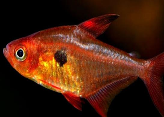 十大養不死的觀賞魚,鳳尾魚又叫“鳳鱭”、月光魚五光十色吸引眼球
