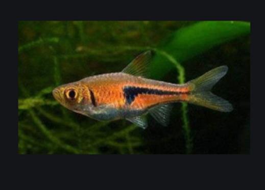 十大養不死的觀賞魚,鳳尾魚又叫“鳳鱭”、月光魚五光十色吸引眼球