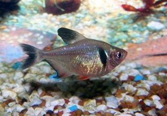 十大養不死的觀賞魚,鳳尾魚又叫“鳳鱭”、月光魚五光十色吸引眼球