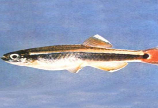 十大養不死的觀賞魚,鳳尾魚又叫“鳳鱭”、月光魚五光十色吸引眼球